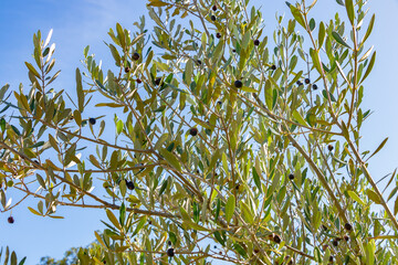 Acebuche, spanish wild olive. Its scientific name is Olea Europaea or sylvestris, it is therefore the same species of the olive tree, but wild.
