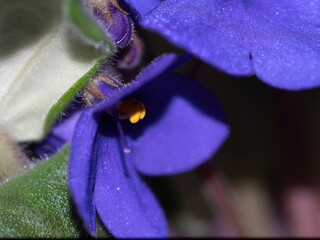 Violet photographed close-up on the sides of green leaves