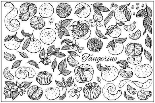 Tangerine slices and seeds, peel, leaves, flowers set. Organic food, vector doodle hand drawn sketch style illustrations collection isolated on white background.