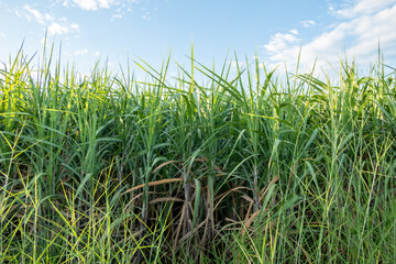 The green sugarcane plant in sugarcane fields Cultivated for sugar production