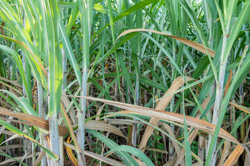 Obraz premium The green sugarcane plant in sugarcane fields Cultivated for sugar production