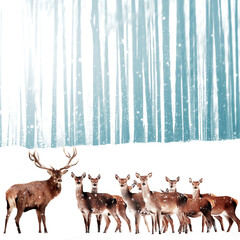 Noble deer in the background of a winter fairy forest. Snowfall. Winter Christmas holiday image. Square format.