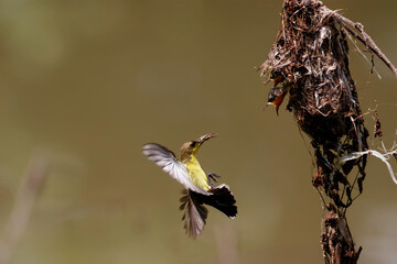 Olive backed sunbird(Yellow-bellied sunbird), Mother bird feeding baby in the nest.