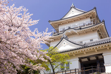 Naklejka premium 桜と小田原城