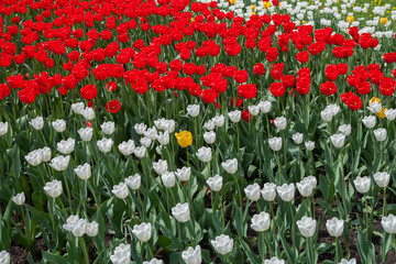 field of tulips