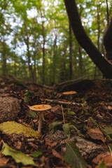 Obraz premium Small yellow mushroom in a forest, woods in the background. Fall outdoor activities, collecting mushrooms