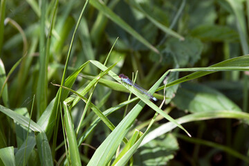 grasshopper on a grass