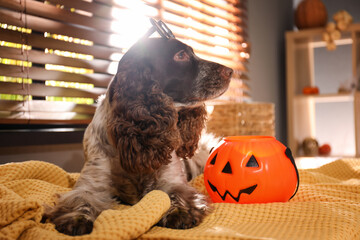 Adorable English Cocker Spaniel with Halloween trick or treat bucket on blanket indoors