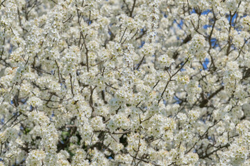 Prunus spinosa large deciduous shrub blooming with white flowers. Close-up