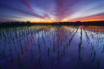 Sunrise reflection in the rice fields terrace. 