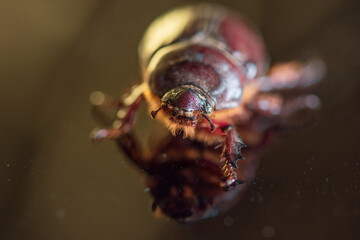 A female scarab beetle on a dark glass.