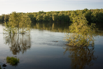 reflection of trees in the water