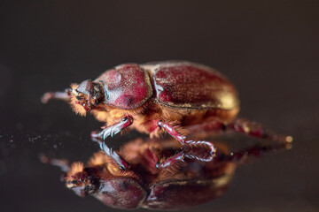 A female scarab beetle on a dark glass.