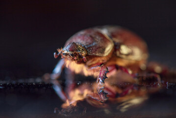 A female scarab beetle on a dark glass.