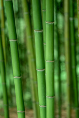 Fototapeta na wymiar Bamboo forest, natural green background in the Sochi arboretum.