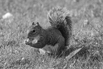 Squirrel eating hazelnut fruit in garden