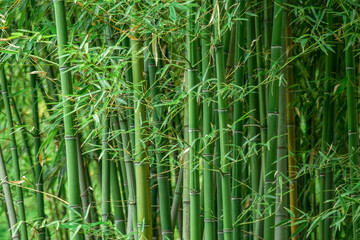 Bamboo forest, natural green background in the Sochi arboretum.
