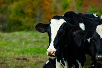 Obraz na płótnie Canvas cow in a field