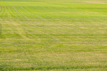 Obraz premium Industrial production of lawn grass in rolls. Trimmed field, resistant to mechanical impact and drought of green lawn grass.