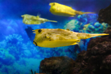 Fish under water, yellow trunk cow fish: lactoria cornuta