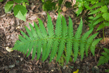 fern leaf in the forest