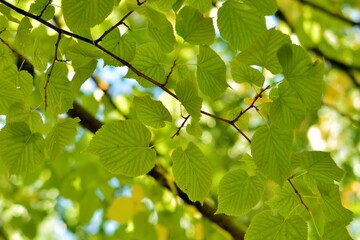 Hojas de tilia en las ramas del árbol al final del verano