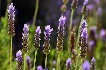 Obraz premium Espigas florales de Lavandula dentata a principios de otoño