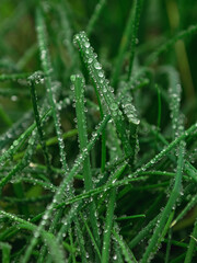 Green onion feathers covered with rain drops