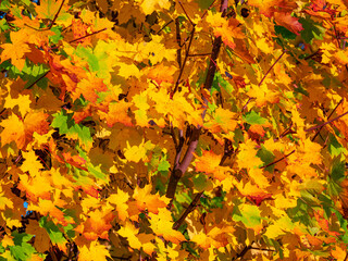 CLOSE UP: Detailed shot of a gorgeous deciduous tree canopy changing colors.
