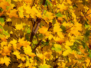 CLOSE UP: Brown, yellow and orange colored leaves fall off tree in idyllic park.
