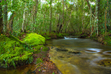 stream in green forest on rainy season