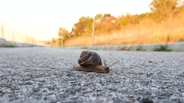 The land snail crawls slowly along the asphalt road. Brown body and shell of the mollusk. Fence and yellow-orange autumn vegetation for background.