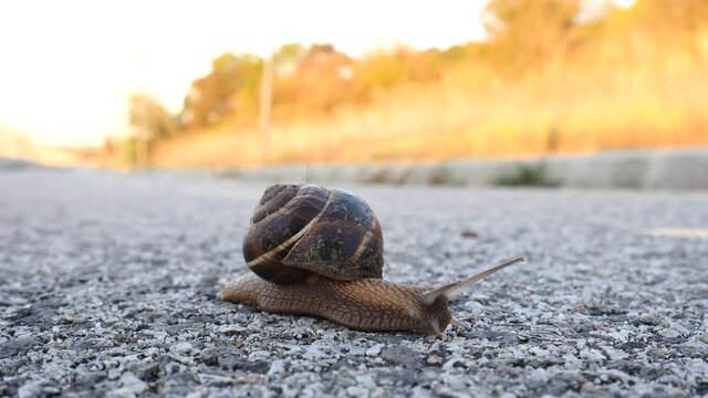 Snail with a coiled shell and two pairs of tentacles on head, crawls on the road, in the early morning. Yellow and orange colors of autumn in the background. Close up view.