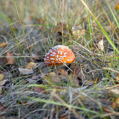 fly agaric mushroom