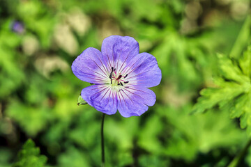 British garden flower in the Summer