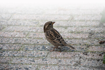 House sparrow on the street. Sparrows are accustomed to the urban environment