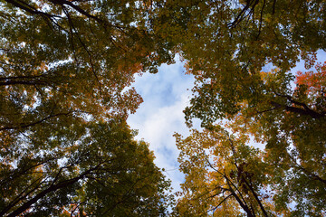 Tree from the bottom in autumn season eastern township in Quebec Canada