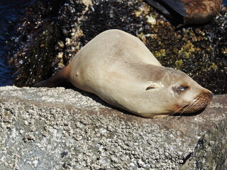 California sea lion basking in the sun, while resting upon the rocky shores of Monterey Bay, California.