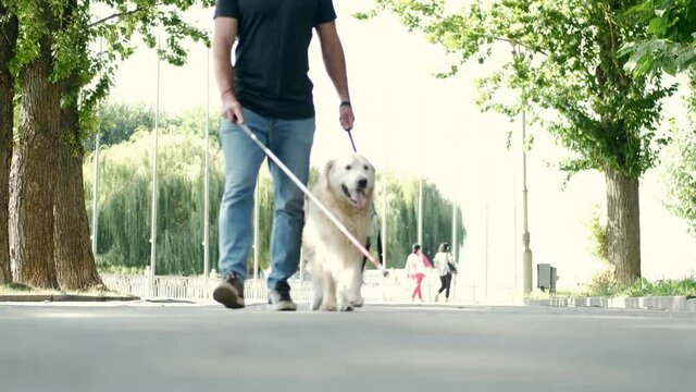 Blind attractive man walking with guide dog in park, good trained golden retriever.
