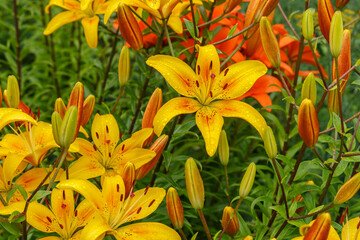 Obraz na płótnie Canvas Lilium. Flowers in the garden. Yellow blooming flowers with water drops on petals.
