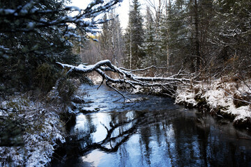 trees in the snow