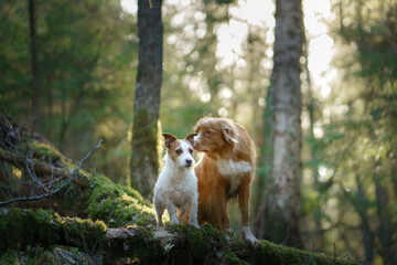 two dogs in the forest. Nova Scotia Duck Tolling Retriever and Jack Russell Terrier in nature. Pet friendship. 