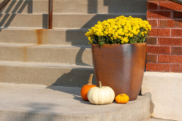 Abstract still life view of a sunny doorstep with a pottery planter of bright yellow mums and pumpkin decorations, with railing shadows and copy space