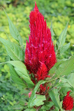 FLOR ROJA