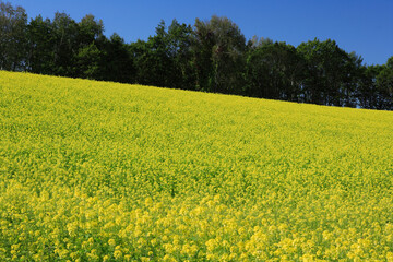 Obraz premium 菜の花畑