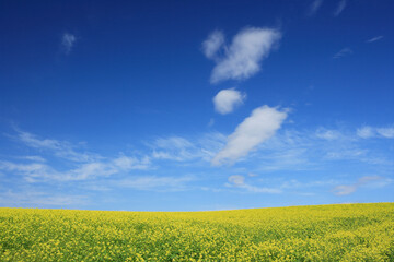 Naklejka premium 菜の花畑