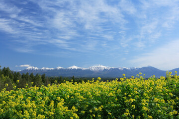 菜の花畑