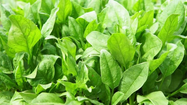 Spinach growing in garden. Fresh natural leaves of spinach growing Bio spanach.