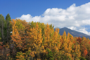 Fototapeta premium 紅葉樹林