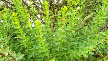 Bright green grass close up